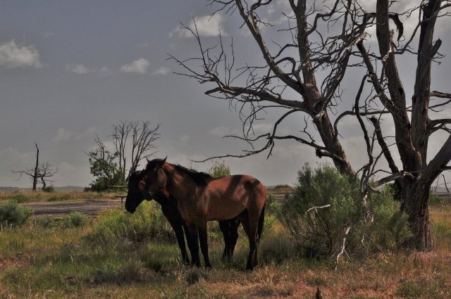 wild horses on Wetherill Mesa